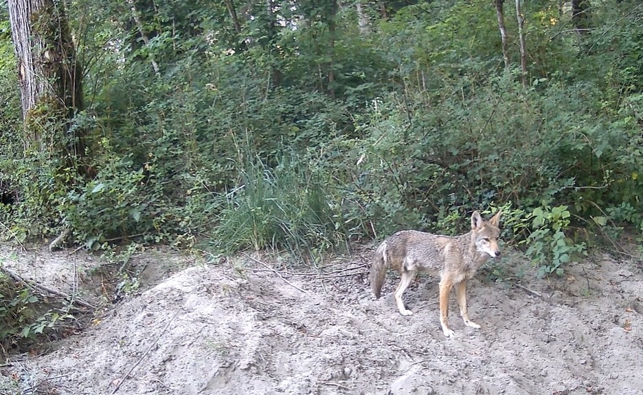 Video: See how King County wildlife use a restored natural area