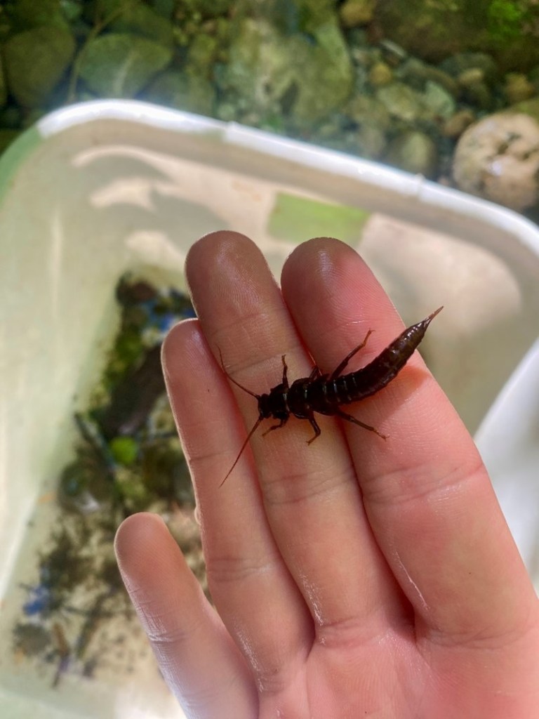 A dark brown insect called a stonefly is gently held across three fingers above a white bin. The insect is about 2 inches long with 2 antennae and 6 legs on the front half of its body.