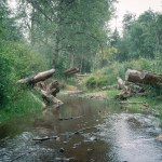 A slow-moving creek is framed by green banks, broken logs, and tall trees.