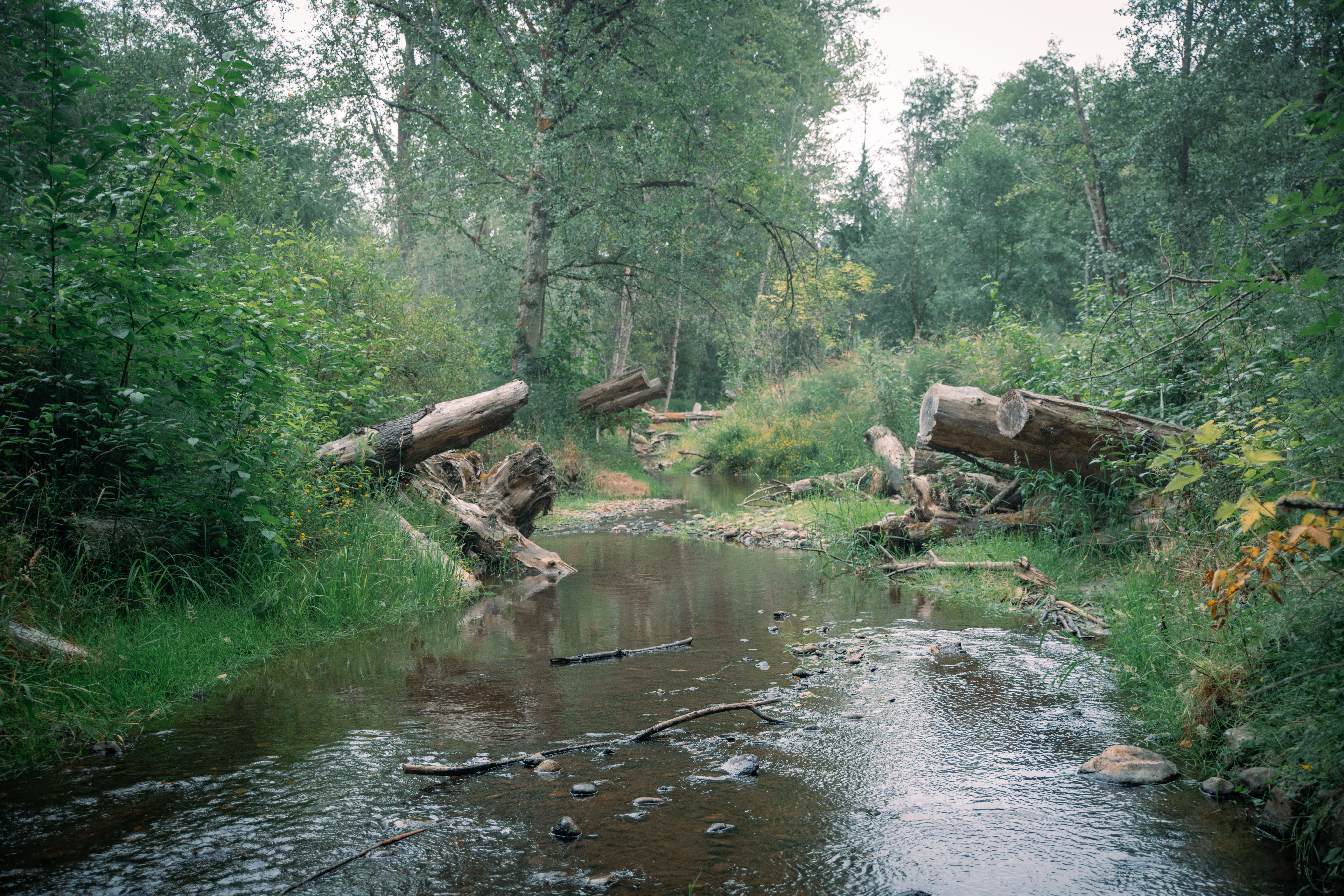 Streams Monitor, July 2026: What a super El Niño might mean for King County