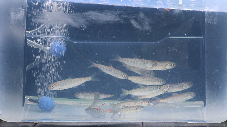About a dozen juvenile salmon swim in a small tank. Each fish is light brown with dark stripes on the sides, and has tiny neon tags on some of its fins.