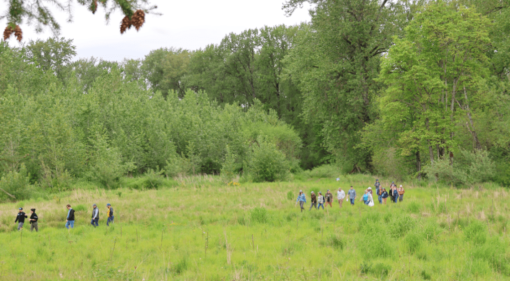 About 20 people in the distance cross a lush green field of grass, shrubs, and plantings. Behind them are tall green trees that block the view of the Snoqualmie River side channel.