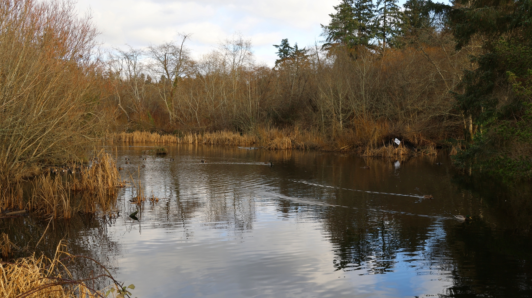 A peaceful pond surrounded by dense but mostly leafless shrubs and grasses in fall/winter colors.