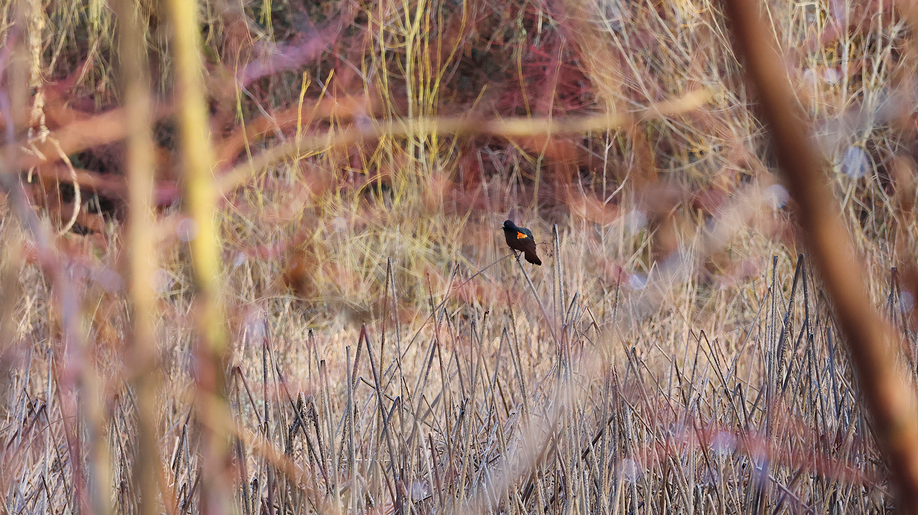 Celebrate American wetlands this month! - King County Science