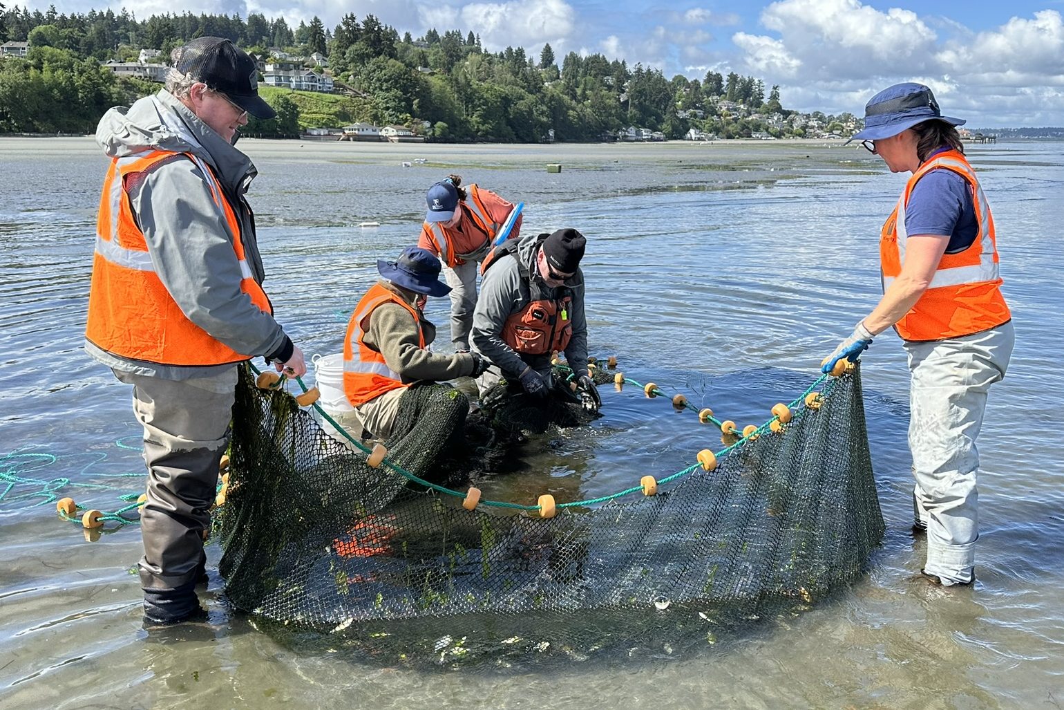 Five people in hats and neon orange vests stand in shallow water. They are holding a large net filled with fish which are being sorted for sampling.