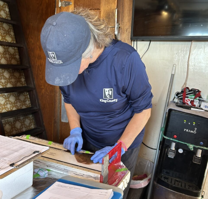 A person in a blue baseball hat, King County shirt, and latex gloves measures the length of an English sole, a flat, bottom-dwelling marine fish.