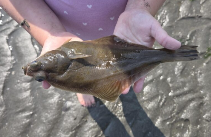 An English sole, a flat brown fish, found on a Puget Sound Beach