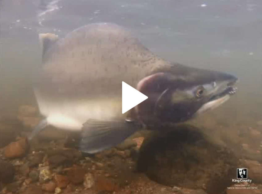 Video: The real pink salmon of King County