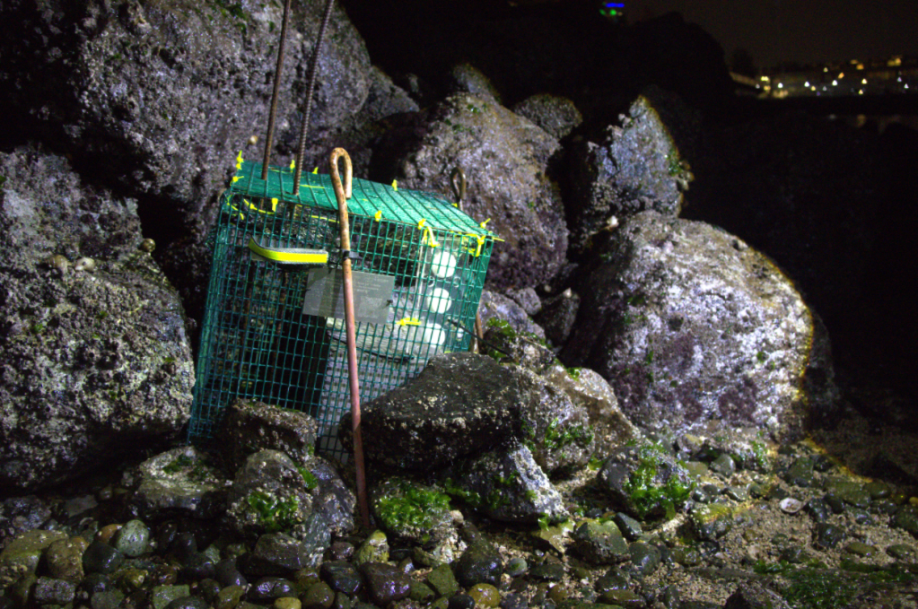 A green cage sits nestled against a rocky outcrop.
