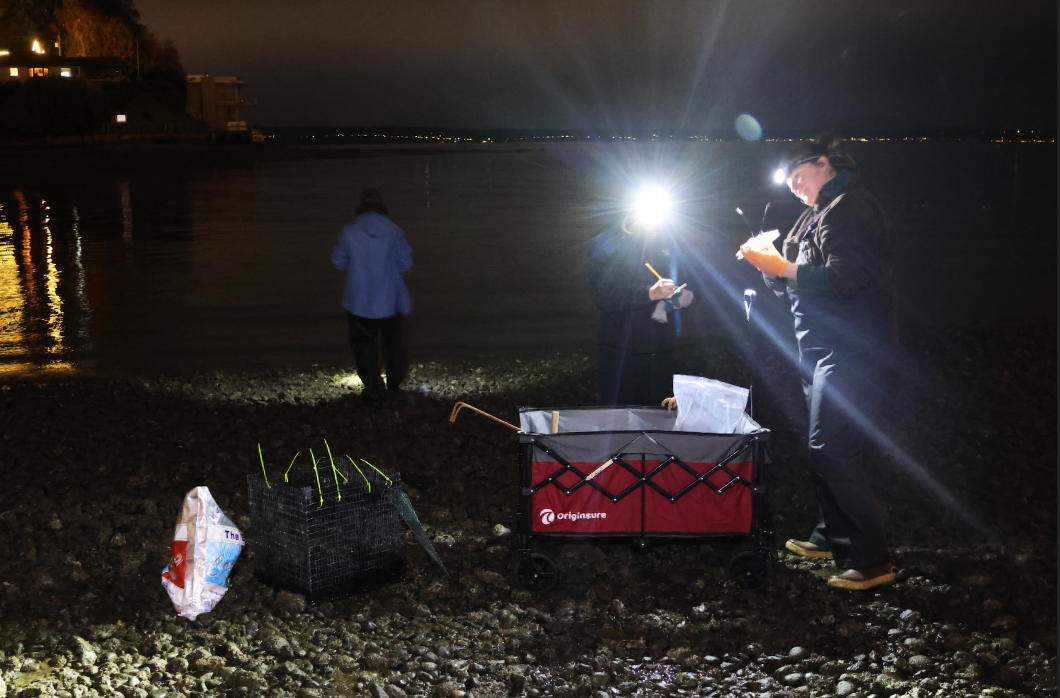 Three people stand on a dark beach with a red wagon and headlamps. They are collecting data about mussels and Puget Sound pollution.