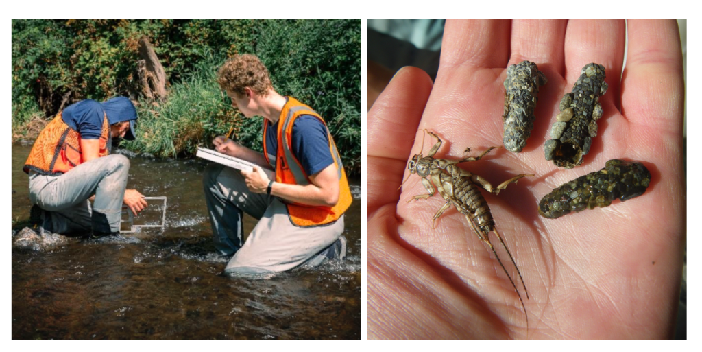 Two images showing 1. two people working in a shallow stream; 2. stream bugs on a person's upturned palm