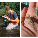 Two images showing 1. two people working in a shallow stream; 2. stream bugs on a person's upturned palm