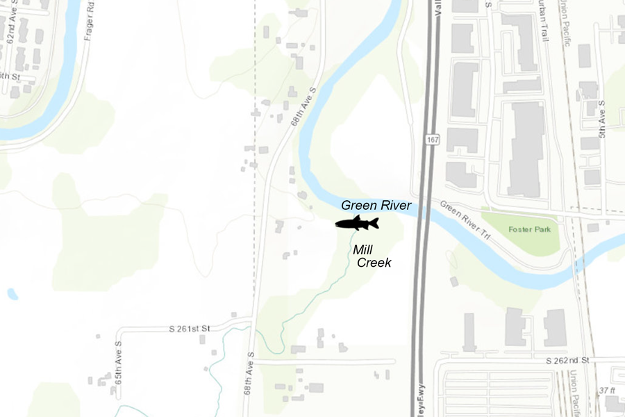 A map of the Green River showing the location where juvenile coho were affected by 6PPDQ in Mill Creek