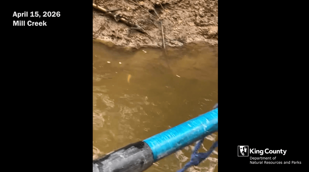 A video screenshot. The text says "April 15, 2026. Mill Creek. The image shows part of a blue paddle over murky brown water.