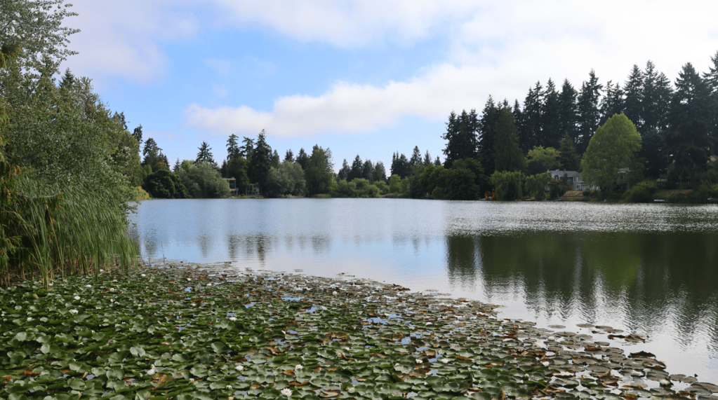 Lily pads line the shore of a lake, with evergreen trees in the background. (Echo Lake)