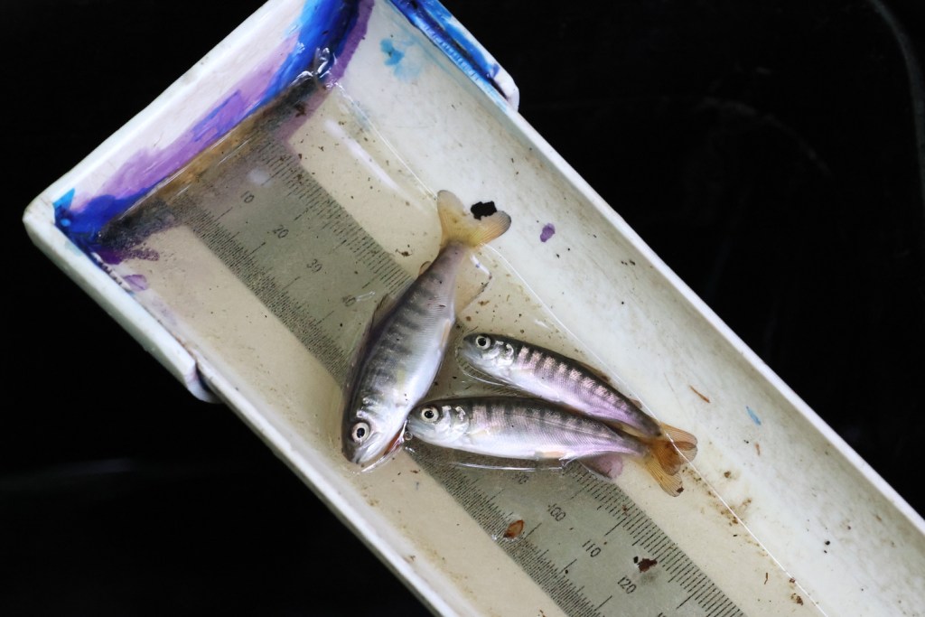 Three small silver fish with light black stripes lie in a white measurement dish