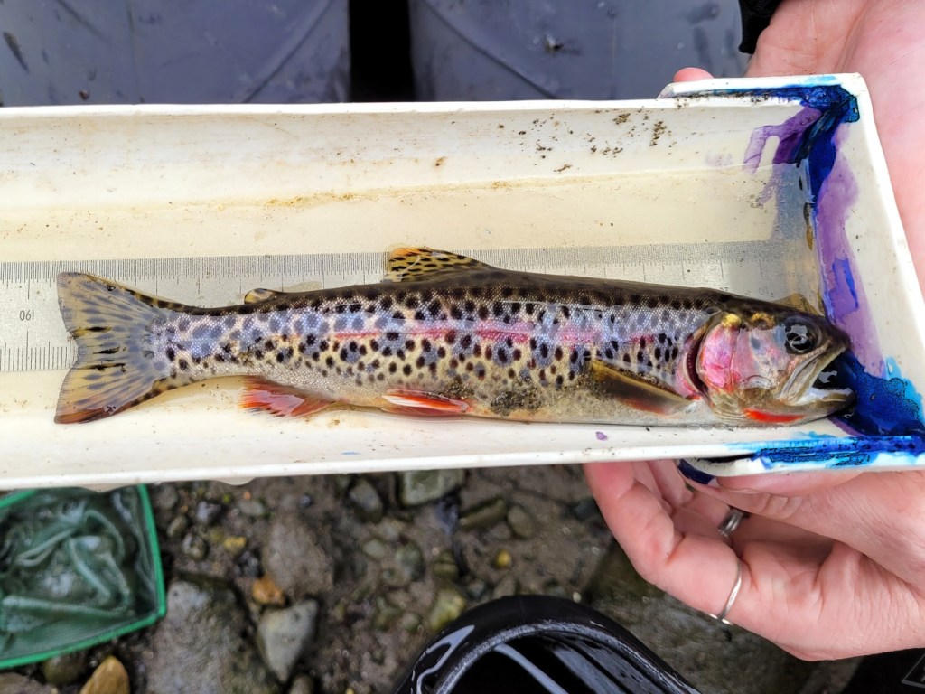 A pale brownish fish with dark spots and vibrant red streaks lies in a white measurement dish
