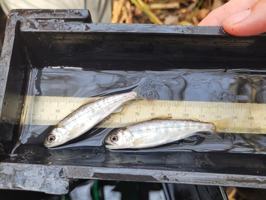 Two small silver fish with yellowish fins and pale black stripes lie on a black measurement tool before being returned to the water.