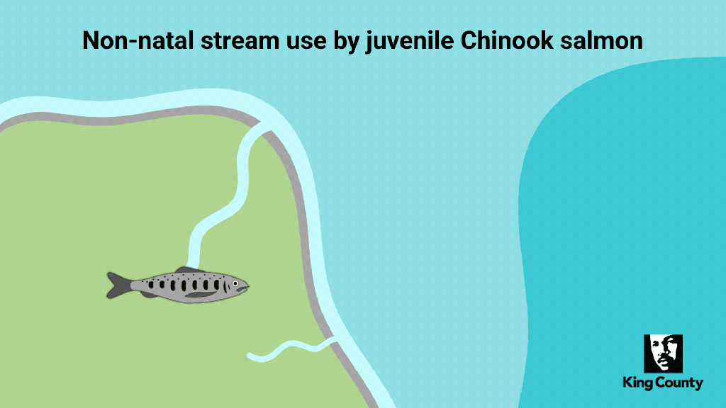 An animated silver and black fish moves from a big stream out toward open water, stops in a small stream, and finally swims off screen. The text reads: "A natal stream is where salmon hatch and grow until they are ready to migrate to the ocean. As the migrate, salmon sometimes visit a different, non-natal stream for food or shelter. Then they head to the ocean to grow into adults and eventually return to spawn.