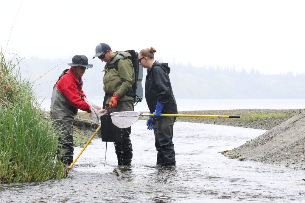 In the middle of a small stream near the beach, a person in a red jacket, hat, and waders holds a net over a black bucket held by a person in a green jacket and orange gloves. A person in a black jacket and blue rubber gloves looks on.