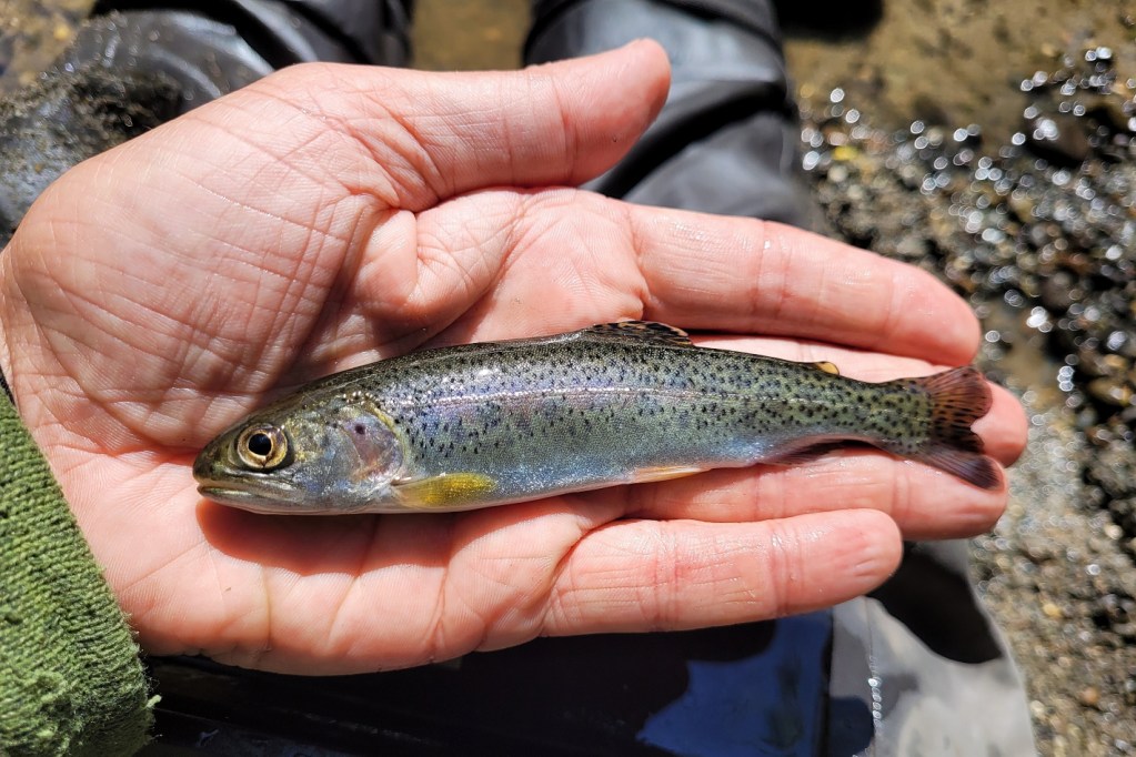 A small silver fish with small black spots lies on a person's open hand