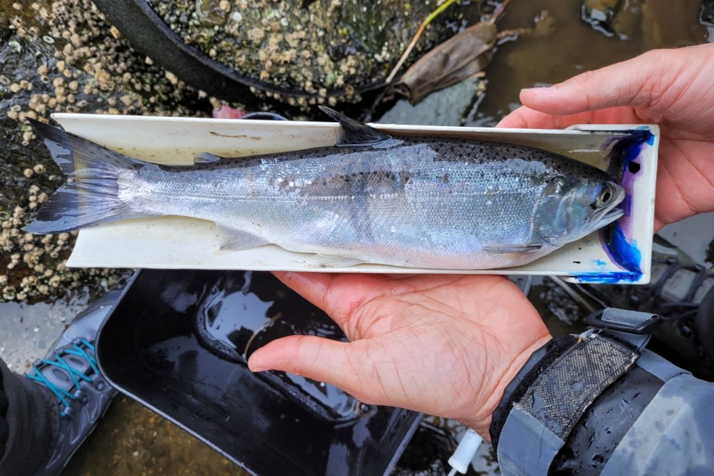 A medium-sized silver fish lies in a white measurement dish