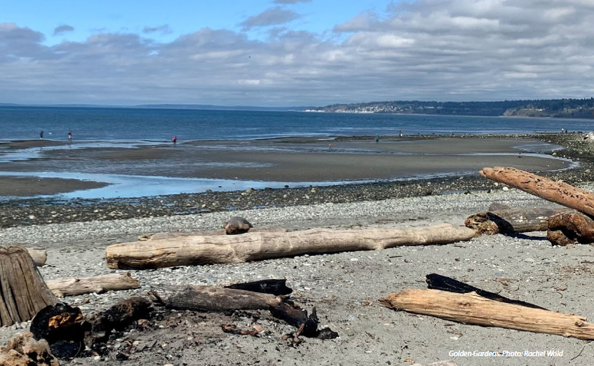 Golden Gardens, photo by Rachel Wold. A partly cloudy day at a wide beach. Driftwood is piled in the foreground and people walk on the sand in the distance.