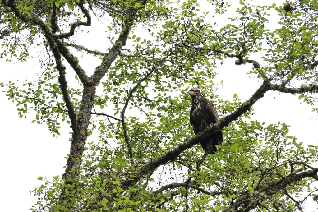A brown eagle with white striping on its chest perches high in a green tree