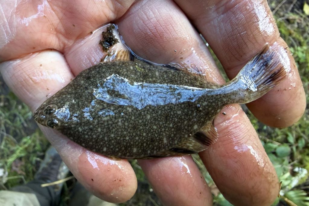 A small brown flatfish with white and brown speckling lies on a person's outstretched fingers
