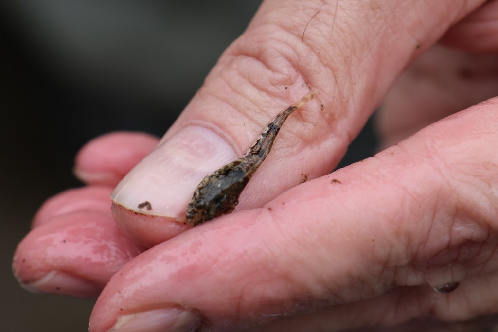 A dark brown sculpin sits on a person's thumbnail