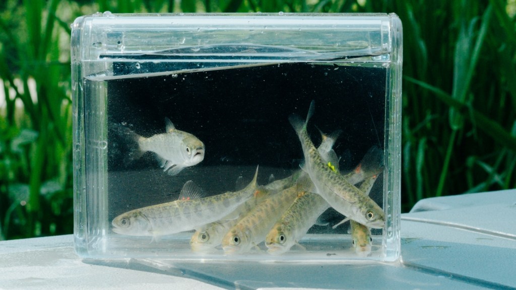A small clear tank with seven small fish. The fish are silvery with pale stripes on their sides.
