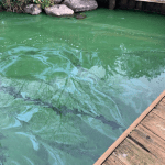 Blue-green algae (cyanobacteria) covers the surface of the water beside a dock