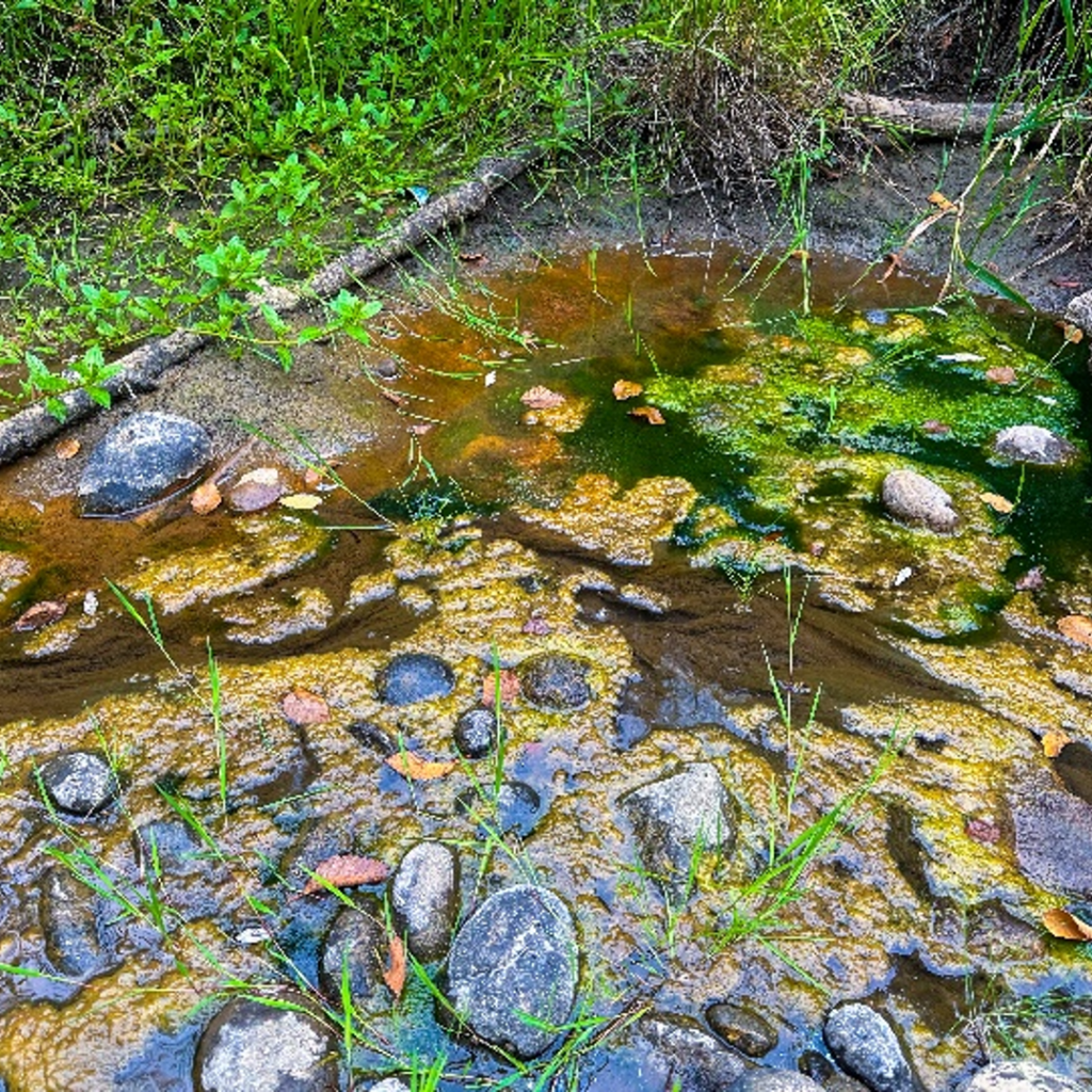Streams Monitor, Sept 2026: Spot and report spills and pollution - King ...
